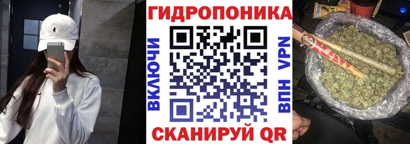 Каннабис сатива  Сясьстрой 
